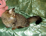 Кошки в Оленегорске: Котик короткие лапки, 10 000 руб. - фото 4