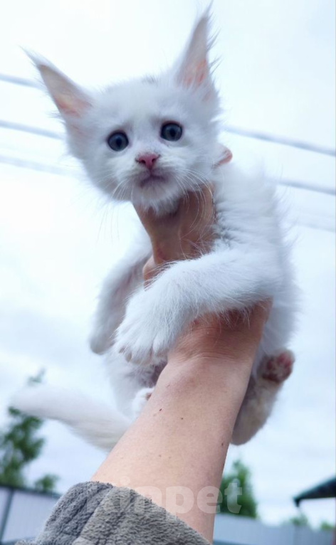 Кошки в Санкт-Петербурге: Котенок мейн-кун Мальчик, 15 000 руб. - фото 1