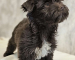 Собаки в Москве: Йорк, горький шоколад Мальчик, 56 000 руб. - фото 4