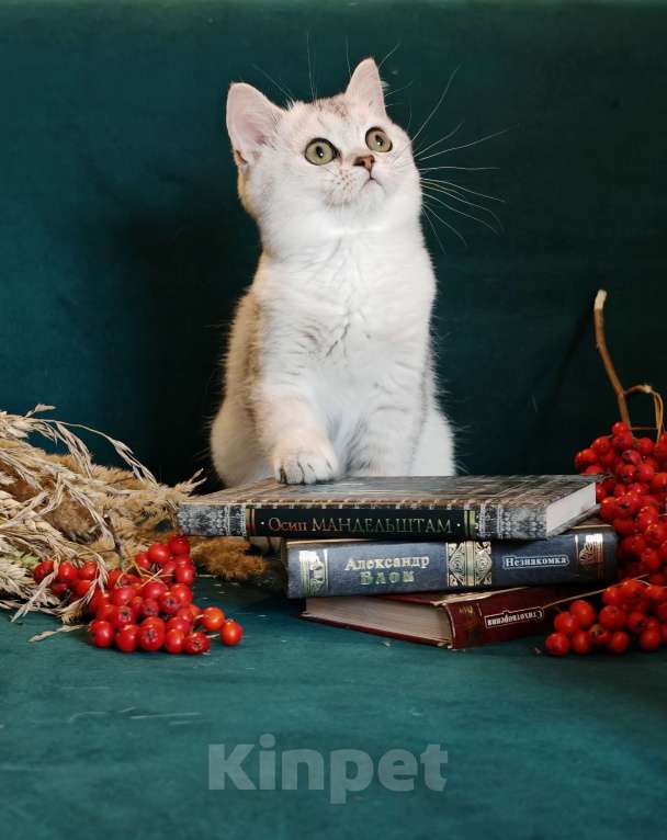 Кошки в Москве: Породистые шотландские котята Девочка, 55 000 руб. - фото 2