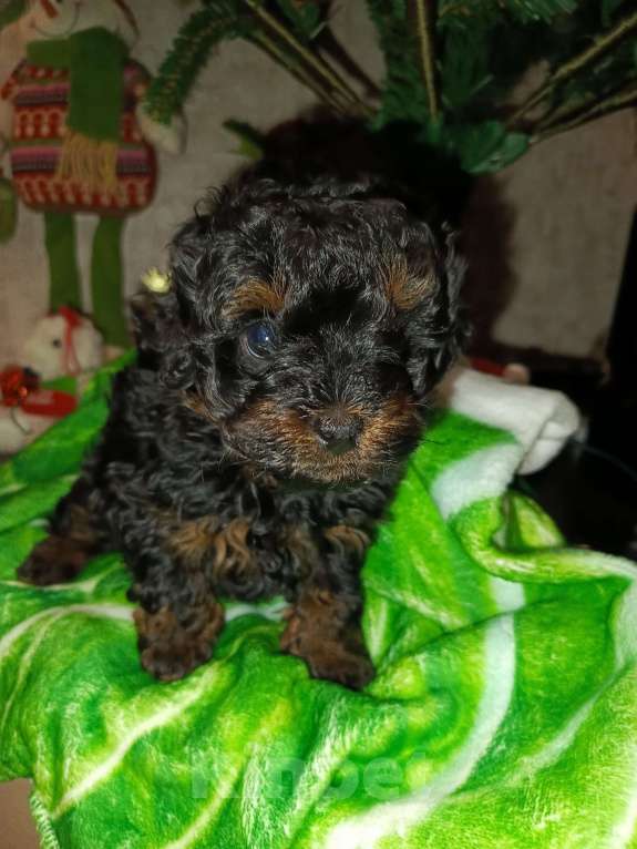 Собаки в Мытищах: Мальчик красавец Мальчик, 65 000 руб. - фото 3