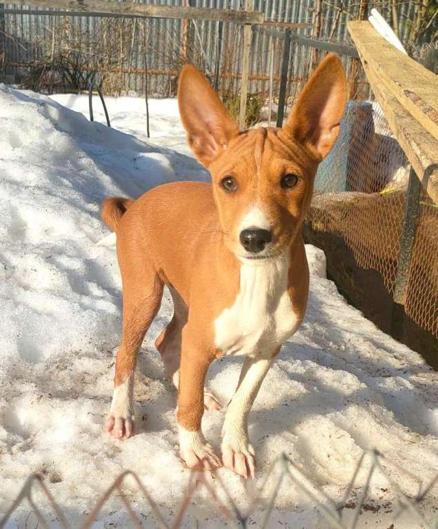 Собаки в Красноармейске: Щенки басенджи Мальчик, 35 000 руб. - фото 1