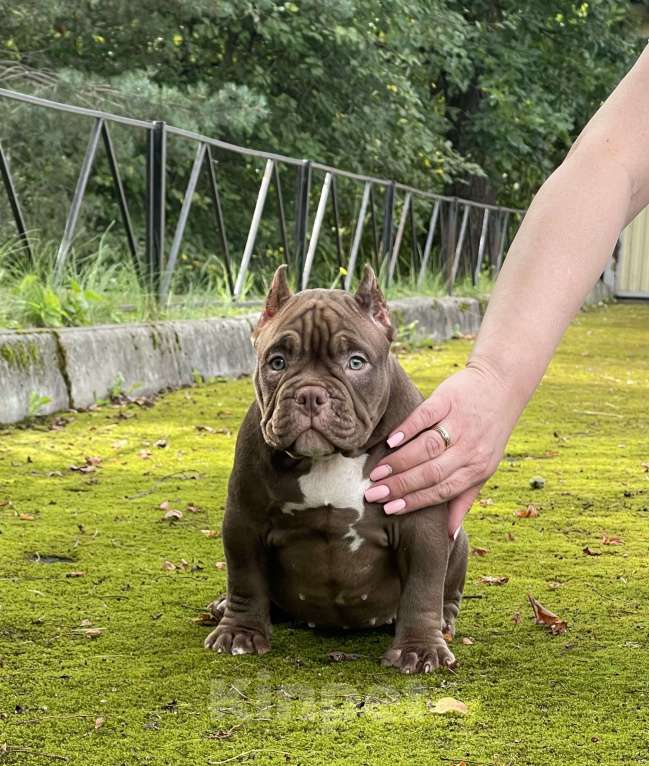 Собаки в Санкт-Петербурге: Шоколадная красавица Девочка, Бесплатно - фото 2