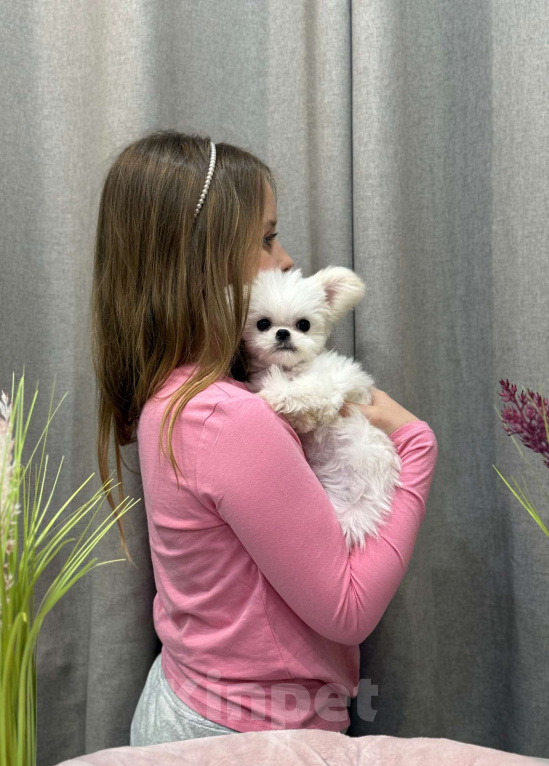 Собаки в Москве: Молли.  Эксклюзивное Микро Девочка, 150 000 руб. - фото 8