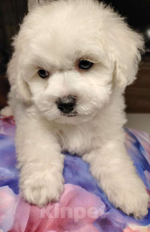 Собаки в Сыктывкаре: Щенок Бишон Фризе, мальчик. Рождён 12.09 24 Документы РКФ Брид класс  Готов к передаче Мальчик, 35 000 руб. - фото 4