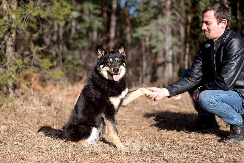 Собаки в Электрогорске: Джейсон ищет дом Мальчик, Бесплатно - фото 5