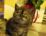 Кошки в Ярославле: Шикарный британский котик Мальчик, Бесплатно - фото 5