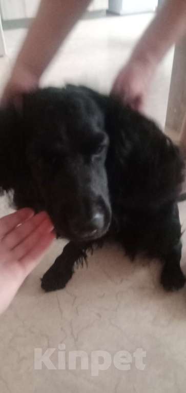 Собаки в Томске: Собака  Мальчик, 15 000 руб. - фото 3