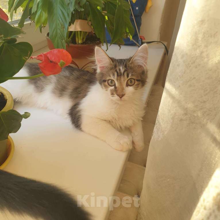 Кошки в Кораблино: Миленькие котята в добрые руки, Бесплатно - фото 1