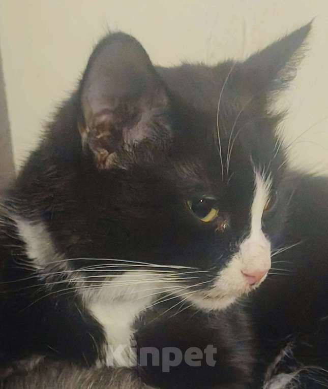 Кошки в Электростали: Потерялась кошека  Девочка, 5 000 руб. - фото 5