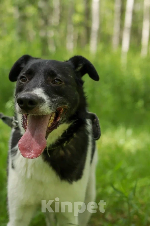 Собаки в Ногинске: Клэр Девочка, Бесплатно - фото 2
