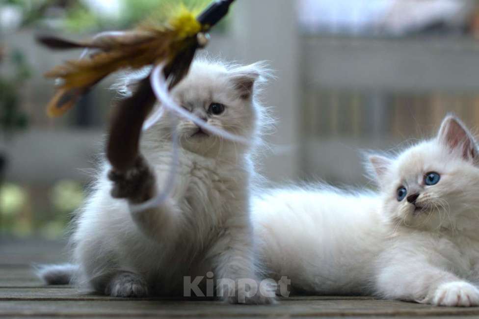 Кошки в Санкт-Петербурге: невские маскарадные котята Девочка, Бесплатно - фото 6