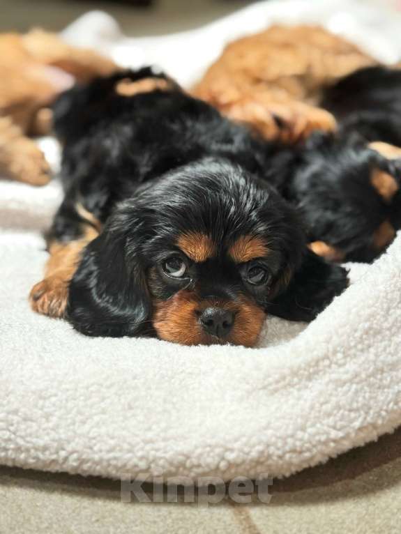 Собаки в Рязани: Продаются очаровательные малыши Кавалер Кинг Чарльз Спаниель Девочка, Бесплатно - фото 1