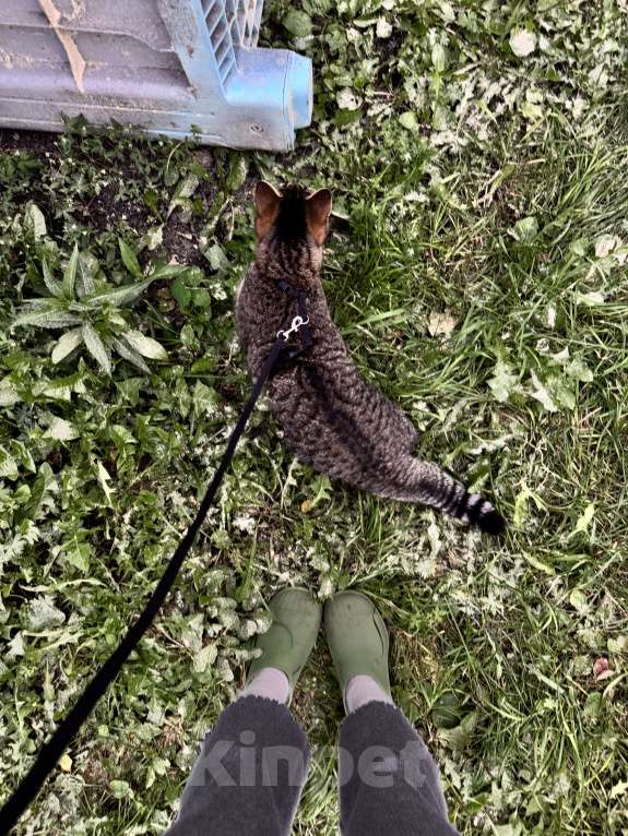 Кошки в Екатеринбурге: Потерялась кошечка ХВОСТИК  Девочка, 10 000 руб. - фото 6