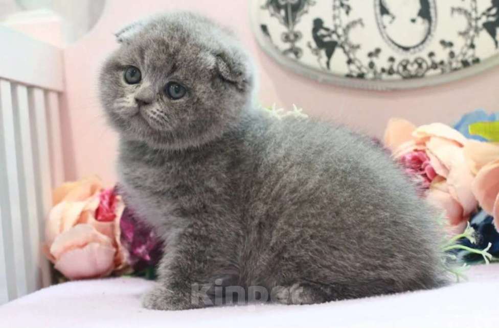 Кошки в Москве: Малыши с документами ! Плюшевые котята Мальчик, 20 000 руб. - фото 2