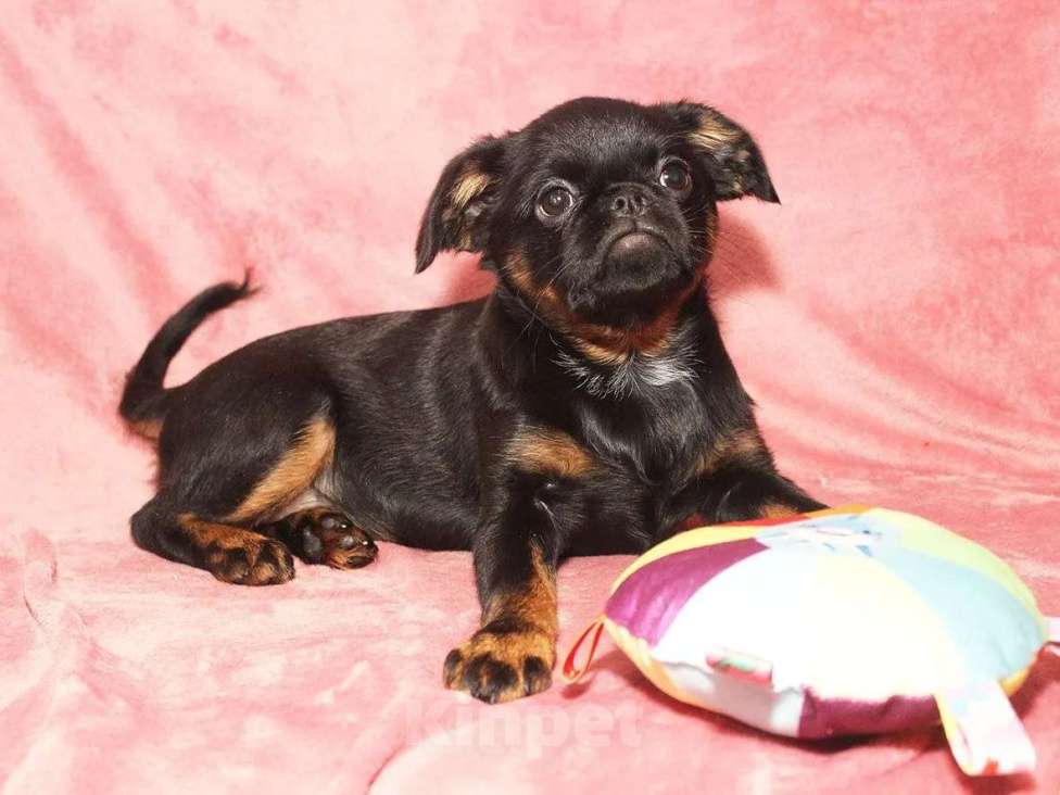 Собаки в Санкт-Петербурге: Маленькая принцесса Девочка, 80 000 руб. - фото 4