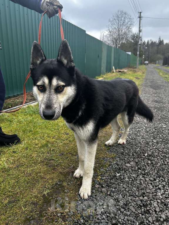 Собаки в Голицыно: Тео Мальчик, Бесплатно - фото 2