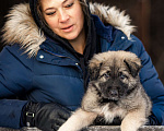 Собаки в Москве: Винни, в добрые руки Мальчик, Бесплатно - фото 6