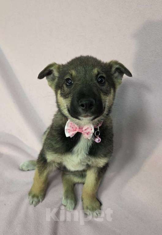 Собаки в Москве: Щенулька крошка с ладошку Девочка, Бесплатно - фото 1