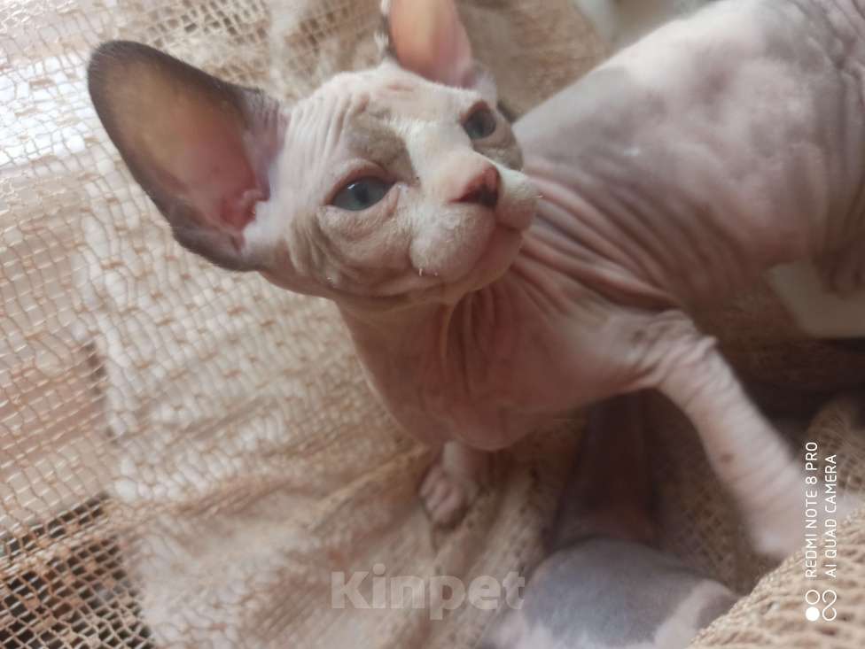 Кошки в Челябинске: Девочка канадский сфинкс Девочка, 40 000 руб. - фото 2