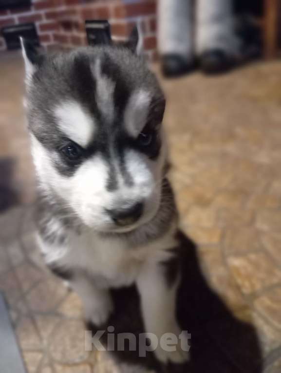 Собаки в Чехове: Девочка 1 Девочка, 15 000 руб. - фото 4