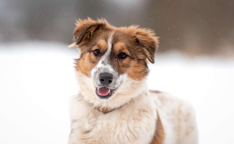 Собаки в Москве: Щенок Барбел — метис австралийской овчарки (аусси) в добрые руки Девочка, Бесплатно - фото 2