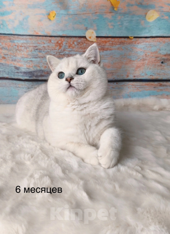 Кошки в Ульяновске: Вязка Мальчик, Бесплатно - фото 6