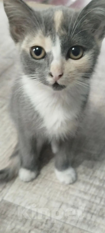 Кошки в Белово: Котёнок в добрые руки Девочка, Бесплатно - фото 7
