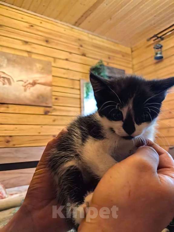 Кошки в Санкт-Петербурге: Трусишка Мальчик, Бесплатно - фото 3