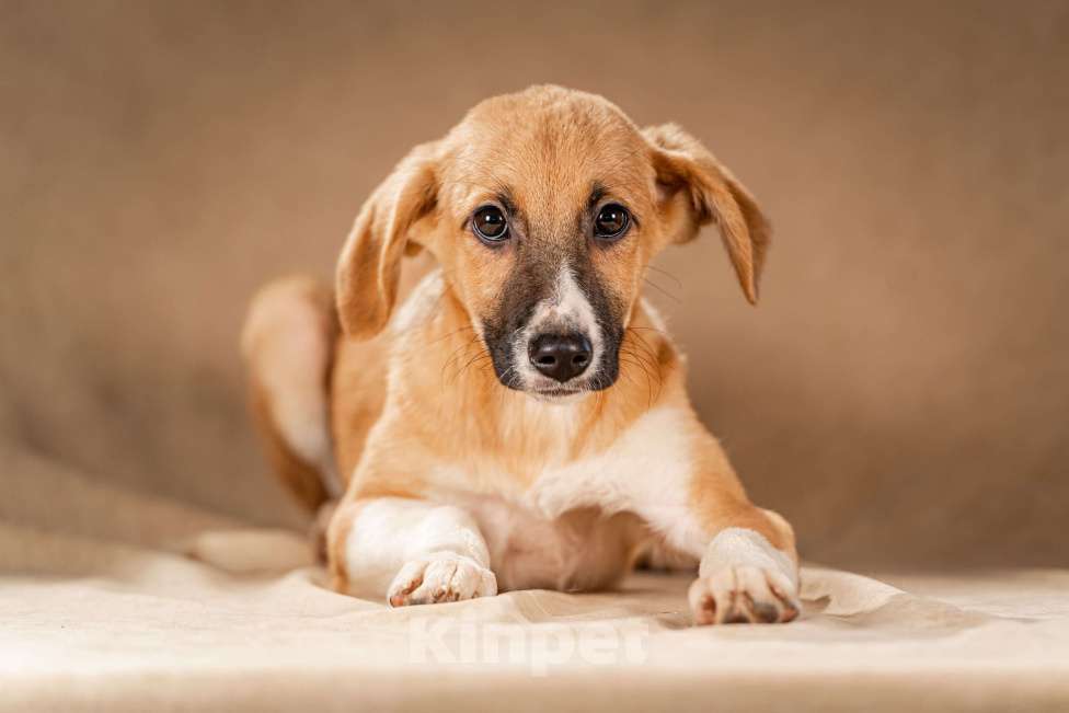 Собаки в Клине: Нимфа — сама скромность и доброта Девочка, Бесплатно - фото 4