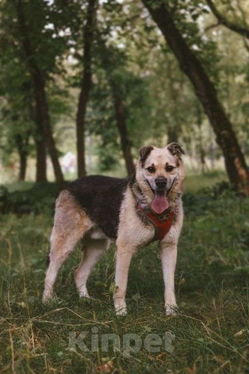 Собаки в Москве: Рэй Мальчик, Бесплатно - фото 2