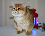 Кошки в Москве: Британский котенок.Красивый мальчик Мальчик, 50 000 руб. - фото 5