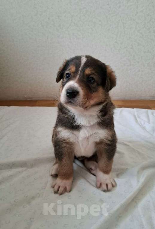 Собаки в Екатеринбурге: Щенята тем, кто любит собак Мальчик, 500 руб. - фото 3