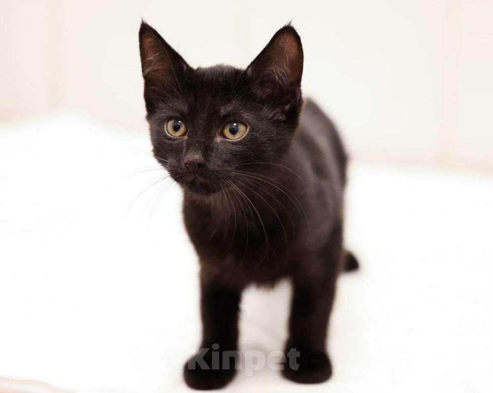 Кошки в Москве: Маленький чёрный котенок девочка в добрые руки  Девочка, Бесплатно - фото 2