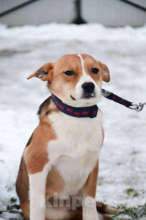 Собаки в Москве: Американский булли в добрые руки Девочка, Бесплатно - фото 3