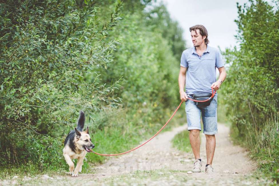 Собаки в Москве: Чара Девочка, Бесплатно - фото 2