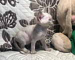 Кошки в Курске: Девон рекс котенок девочка Девочка, 70 000 руб. - фото 2