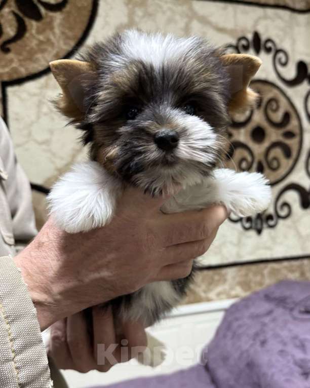 Собаки в Жуковском: Мальчик мини бивер Мальчик, 35 000 руб. - фото 2