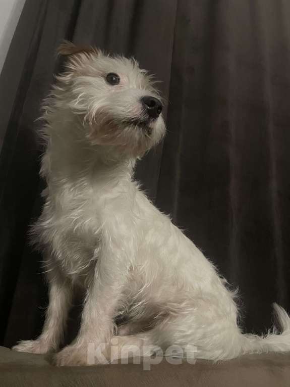 Собаки в Воронеже: Пропала собака! Воронеж Мальчик, 10 000 руб. - фото 4