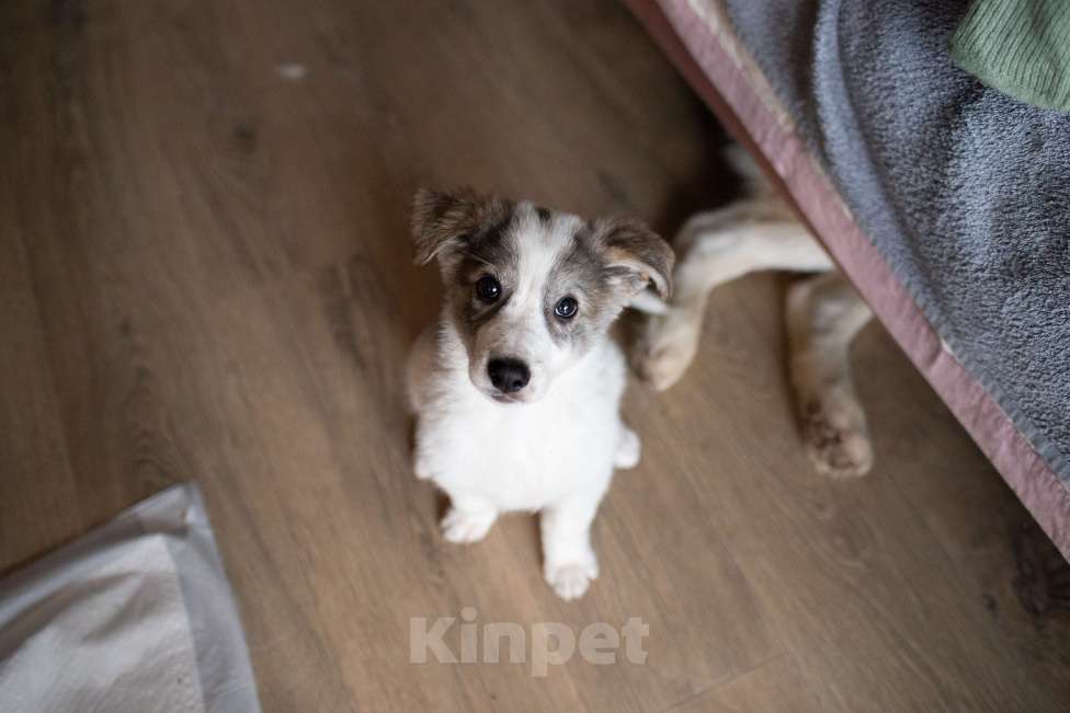 Собаки в Москве: Барон, щенок, 2.5 месяца Мальчик, 1 руб. - фото 5