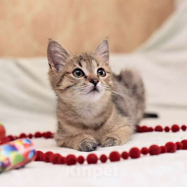 Кошки в Москве: Ручной и ласковый котенок Серафима в добрые руки Девочка, Бесплатно - фото 3