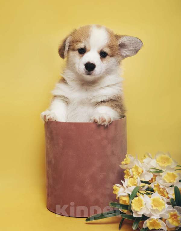 Собаки в Москве: Щенки Вельш корги пемброк Разнополые, 100 000 руб. - фото 3