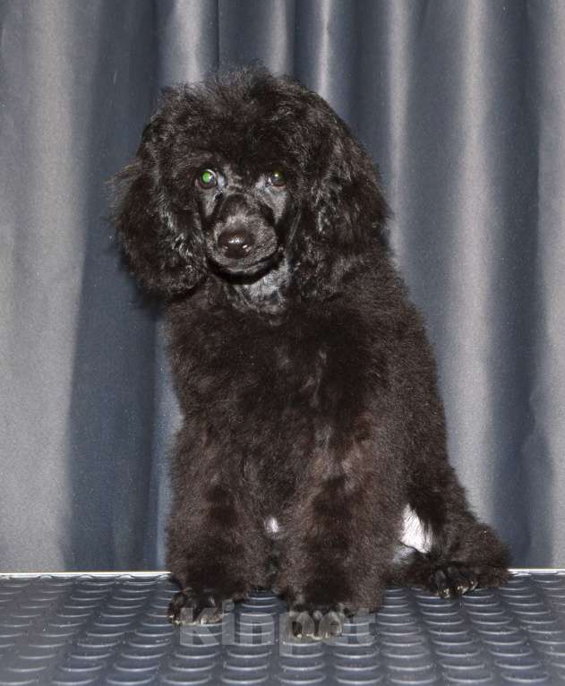 Собаки в Глазове: Овечкин Мальчик, 30 000 руб. - фото 2