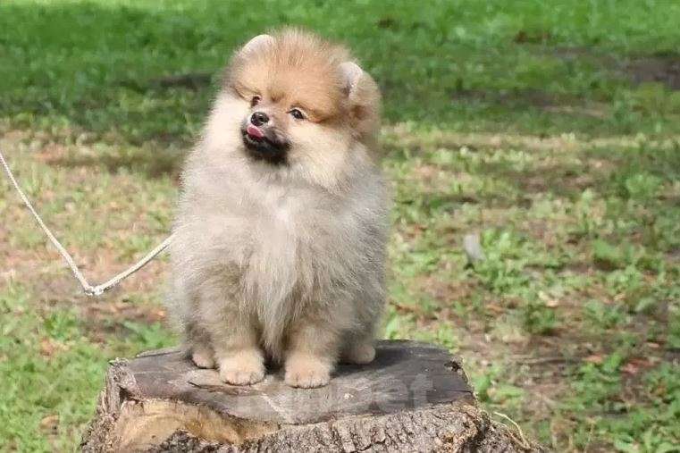 Собаки в Самаре: Шпиц Мальчик, 55 000 руб. - фото 4