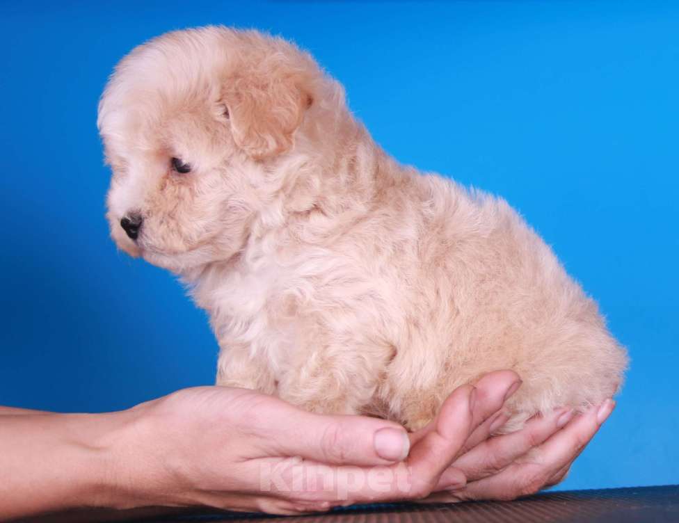 Собаки в Москве: мальтипу Ф1 щенки Мальчик, 150 000 руб. - фото 7