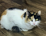 Кошки в Санкт-Петербурге: Кошечка Кими ищет дом! Девочка, Бесплатно - фото 3