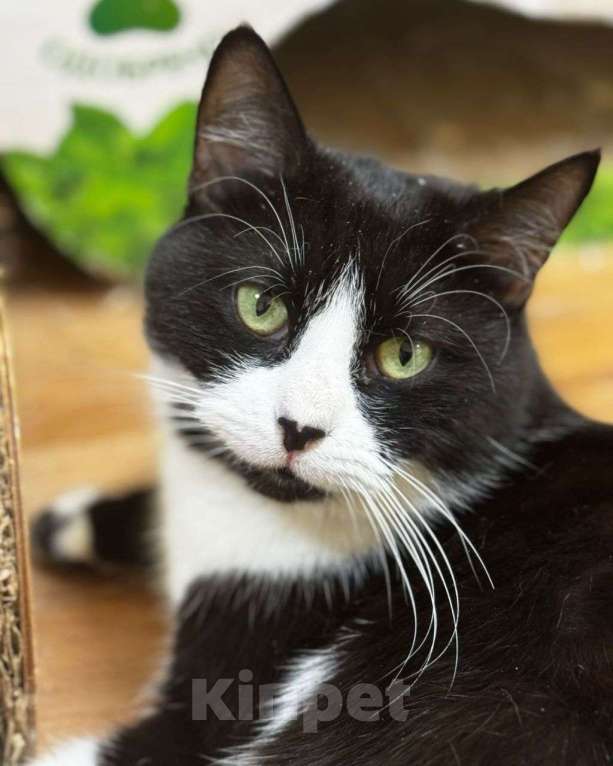 Кошки в Москве: Особенная кошечка Кейси ищет свою семью! Девочка, Бесплатно - фото 3