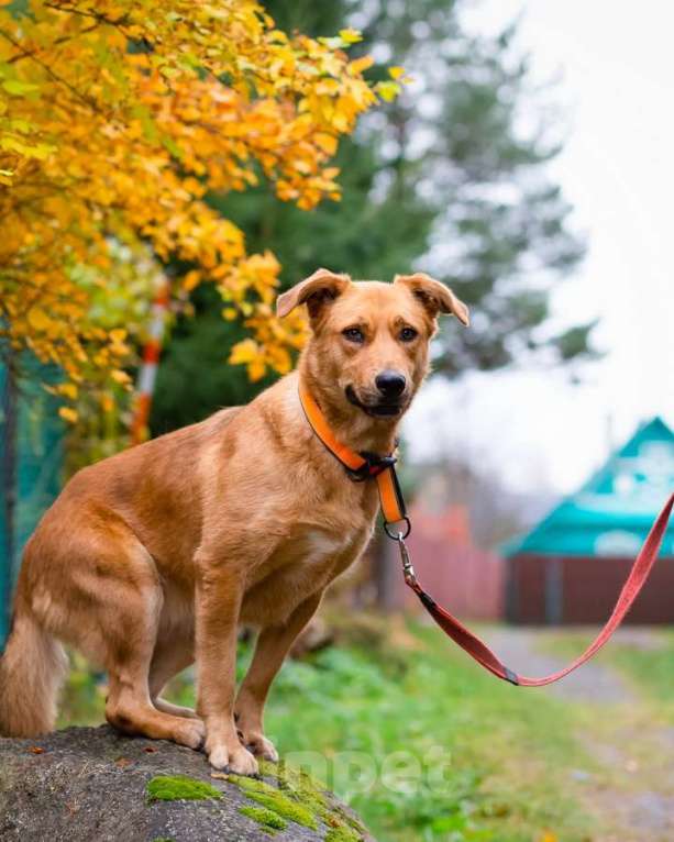 Собаки в Санкт-Петербурге: Мягкая и послушная молодая собака ищет дом Девочка, Бесплатно - фото 1