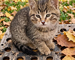 Кошки в Москве: Котенок в добрые руки Девочка, Бесплатно - фото 1