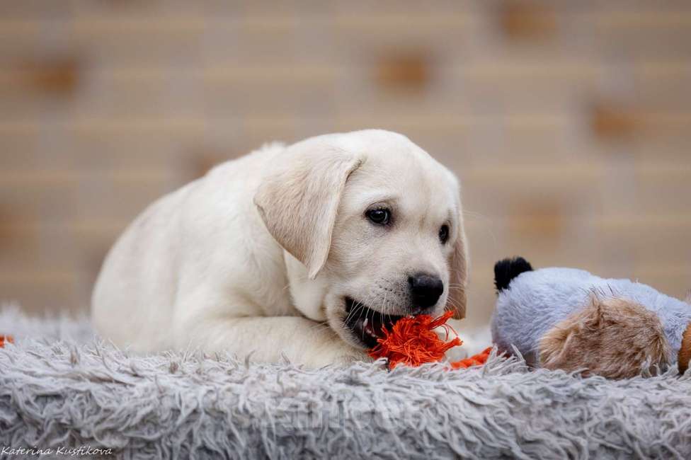 Собаки в других городах Московской области: Палевые щенки Лабрадора от Чемпиона Мира Мальчик, 90 000 руб. - фото 4